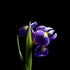 Purple Iris II - Floral Art Prints
